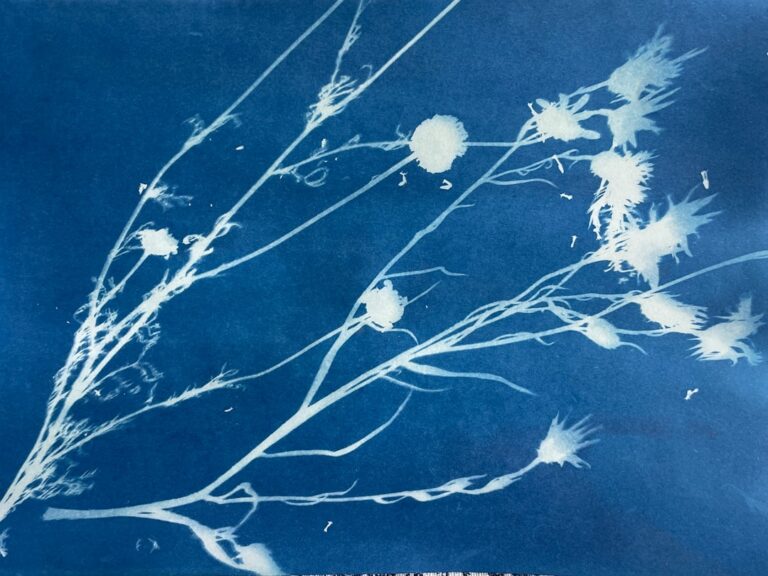cyanotype sun printing guide featured image for Mastering the Art of Cyanotype: A Guide to Sun Printing and Vintage Aesthetics